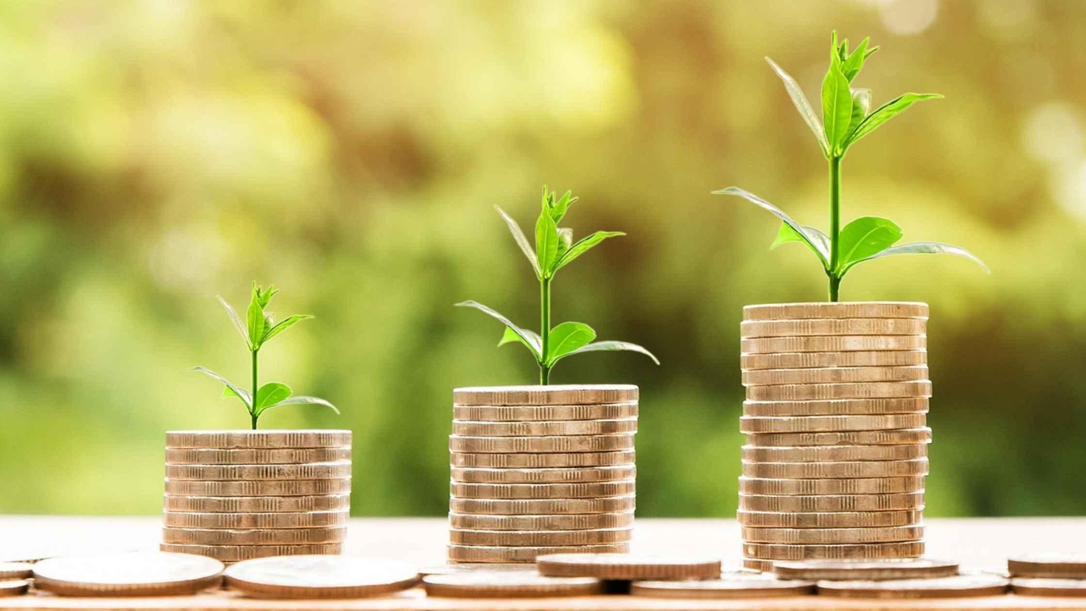 お金と成長する若葉